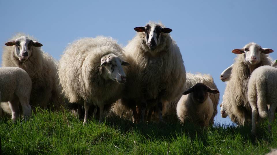 sheeps-free-license-cc0.jpg
